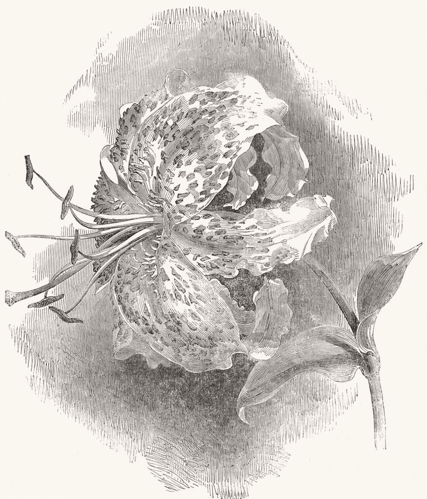 FINE ARTS. Lilium Lancifolium Rubrum 1850 old antique vintage print picture