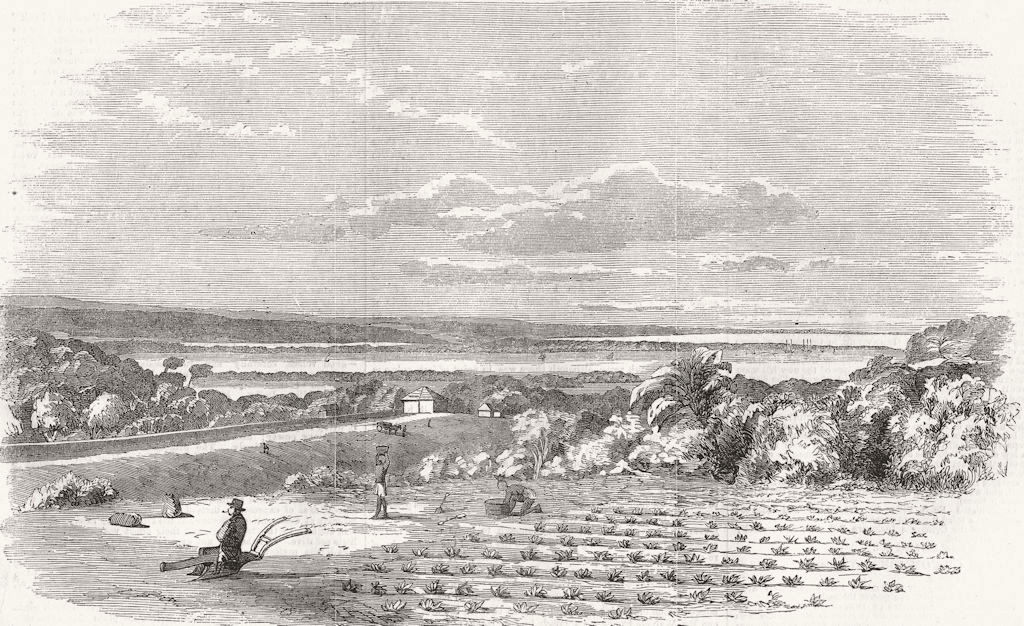 DURBAN. Cultivation of Arrow-Root, Port Natal. ground 1858 old antique print