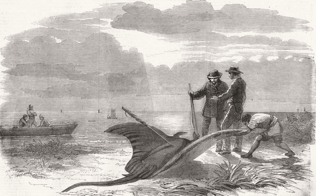 SOUTH CAROLINA. Chasing devil-fish. Victory 1858 old antique print picture
