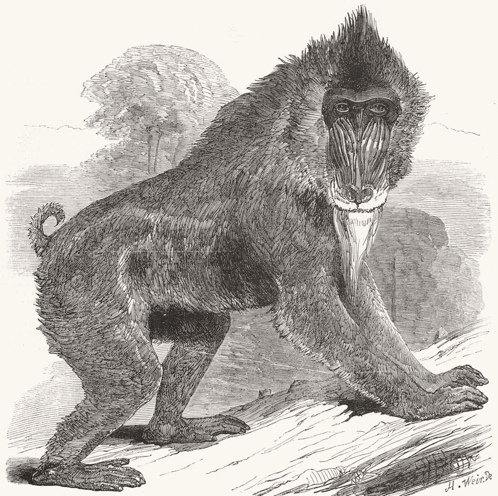 ANIMALS. Mandrill Baboon 1850 old antique vintage print picture