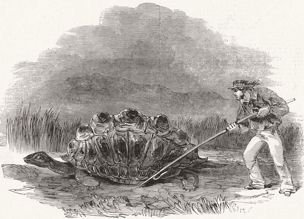 TORTOISES. Huge land tortoise-present for Queen 1850 old antique print picture
