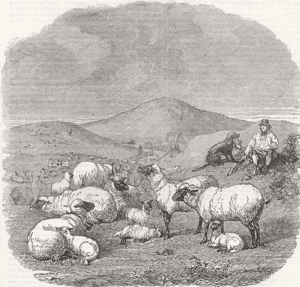 FARMING. Sheep 1858 old antique vintage print picture
