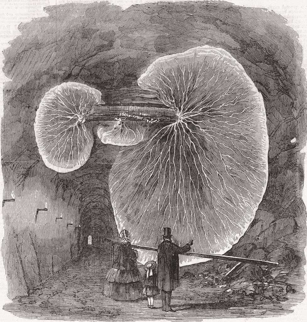 YORKS. Gt fungus, tunnel Doncaster 1858 old antique vintage print picture