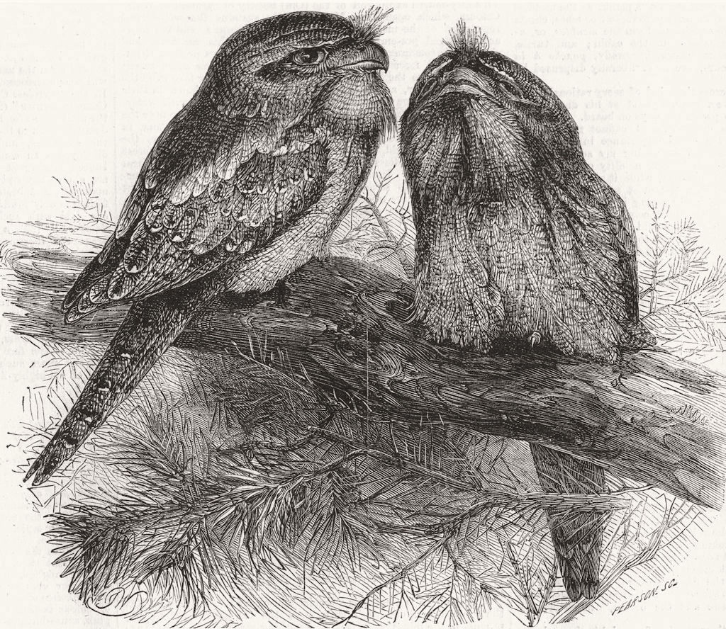 BIRDS. Australian Goatsuckers(Podargus Cuvieri) 1858 old antique print picture