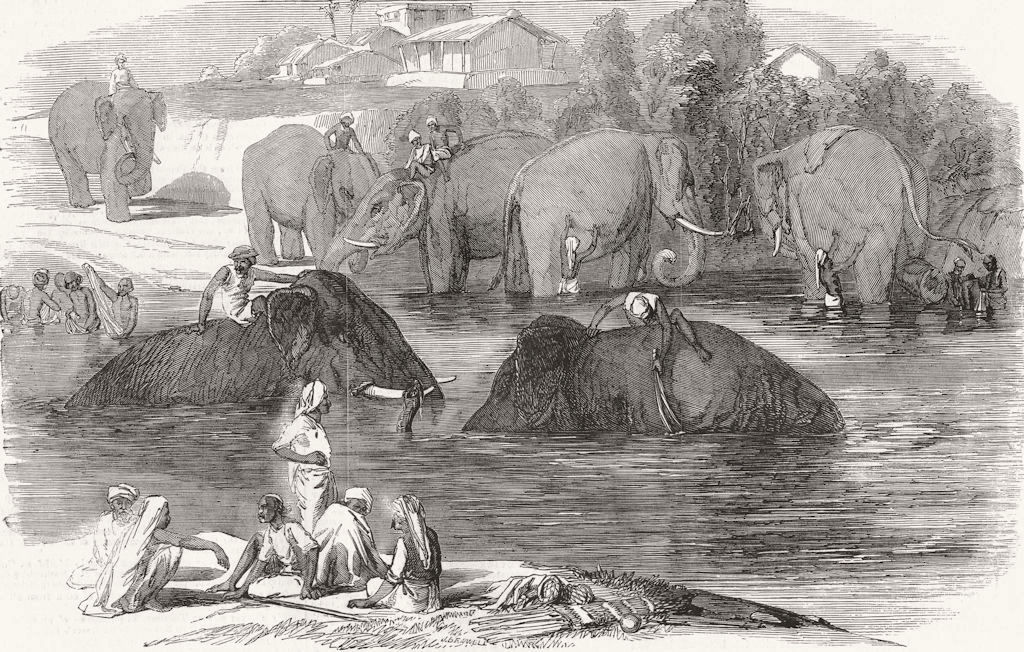 INDIA. Mutiny. Elephant-Washing 1858 old antique vintage print picture