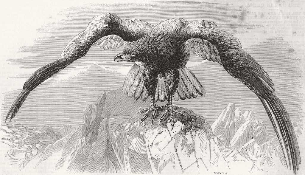 Associate Product SUSSEX. White-Tailed Sea Eagle shot, Arundel 1858 old antique print picture