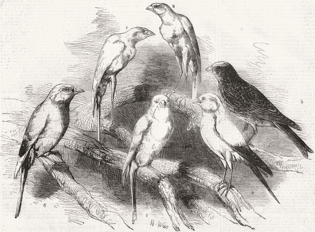 BIRDS. Nottingham show. Canaries 1858 old antique vintage print picture