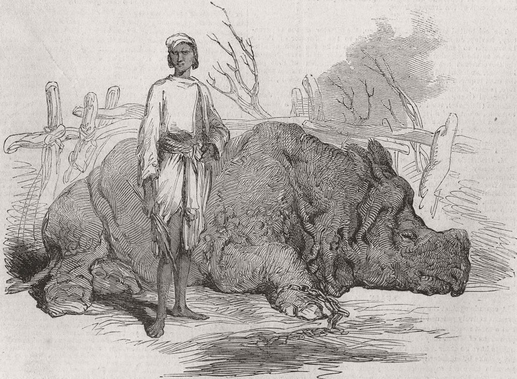 INDIA. Rhinoceros, Rundheer Singh's camp 1852 old antique print picture