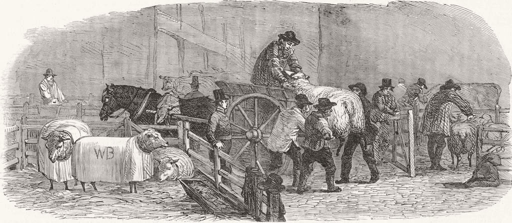 MARKETS. Uncarting sheep 1849 old antique vintage print picture