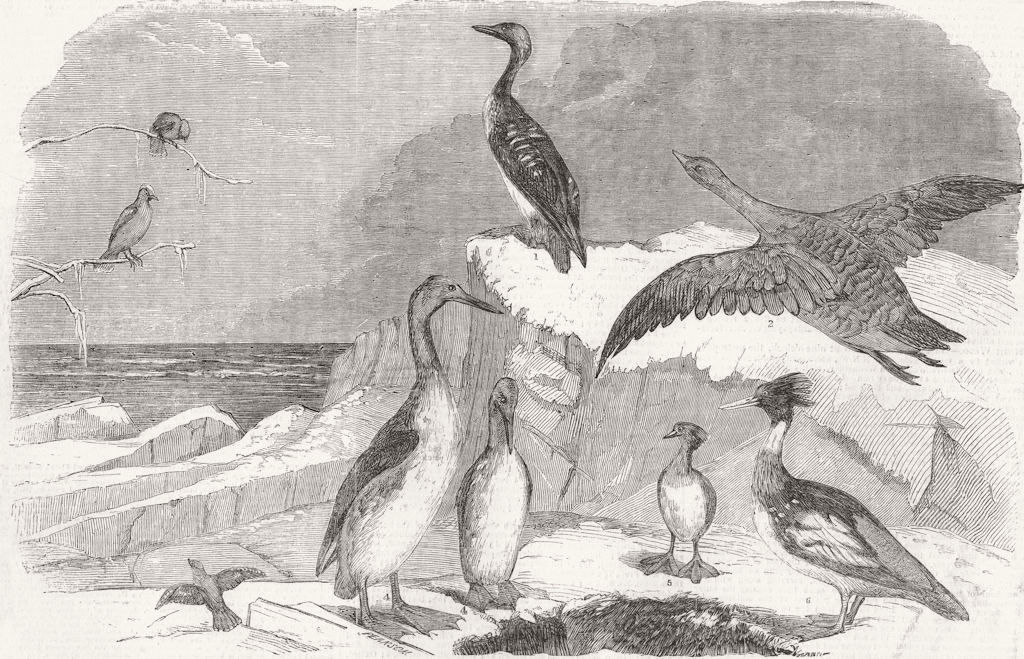 Associate Product BIRDS. Diver; Goose; Chatterer; grebe; merganser 1850 old antique print