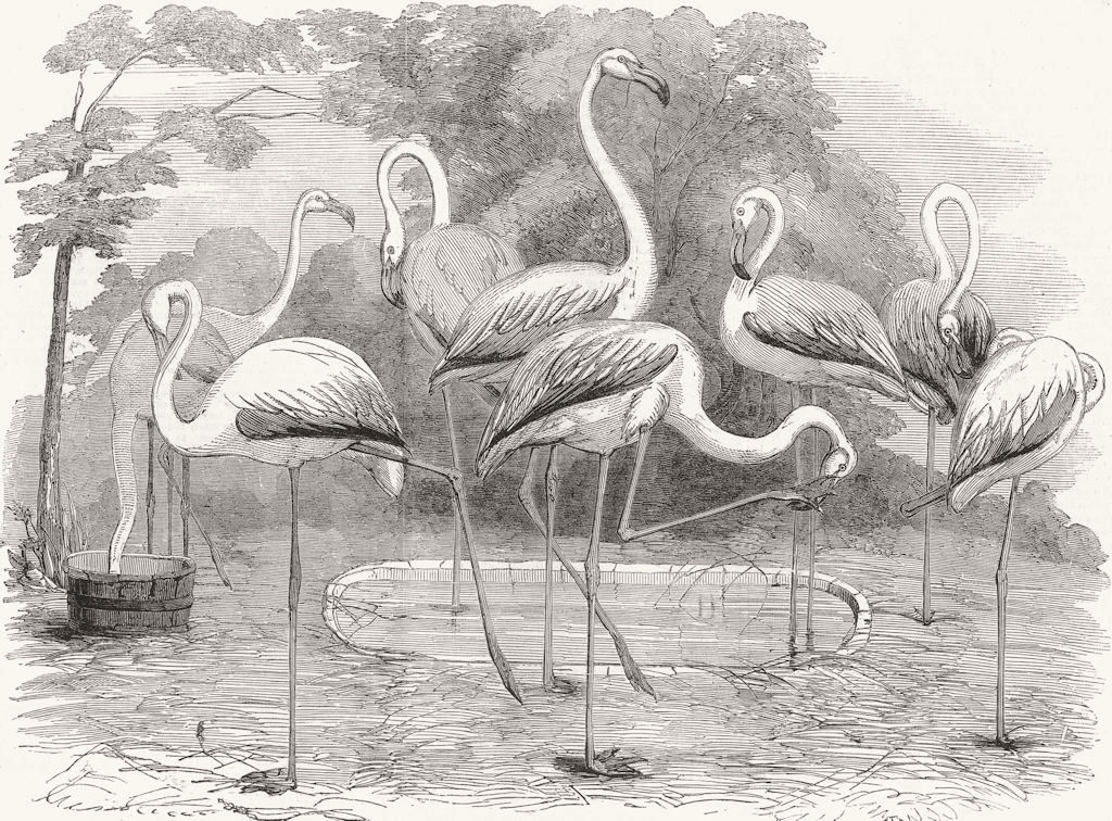 BIRDS. London Zoo. Flamingoes, Gdns of, Regent's Park 1853 old antique print