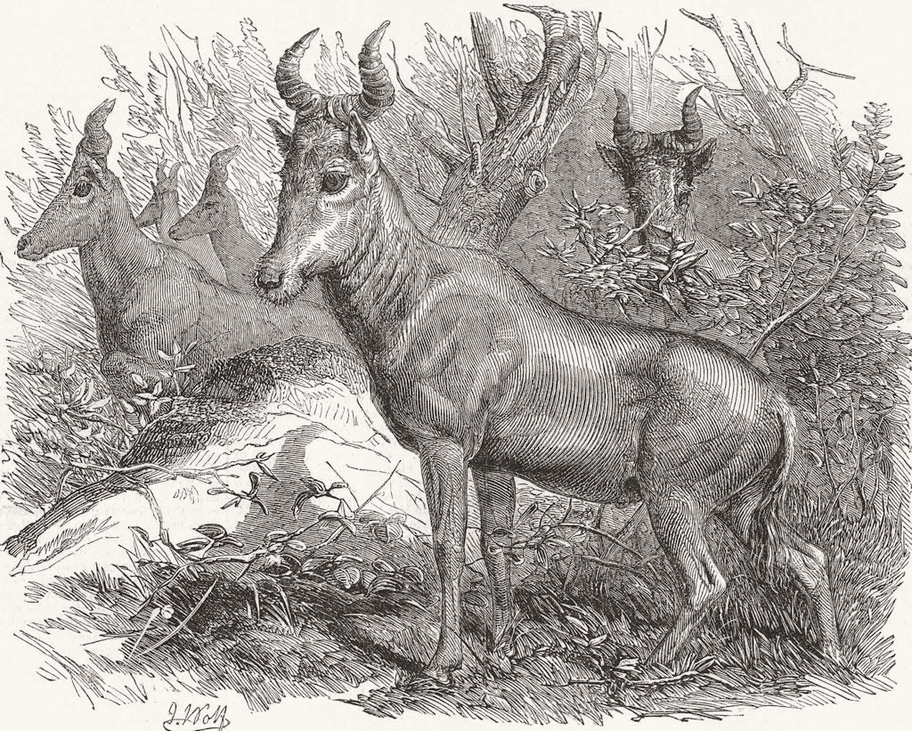 ANTELOPES. London Zoo. Bubale Antelope, Regent's Park 1853 old antique print