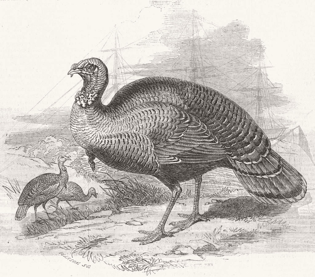 BIRDS. The wild Turkey 1853 old antique vintage print picture