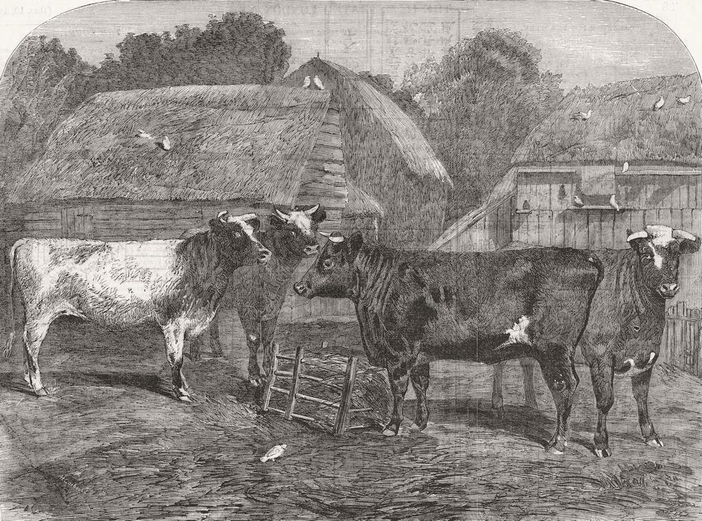 Associate Product COWS. Improved short-horns, purchased for US 1853 old antique print picture