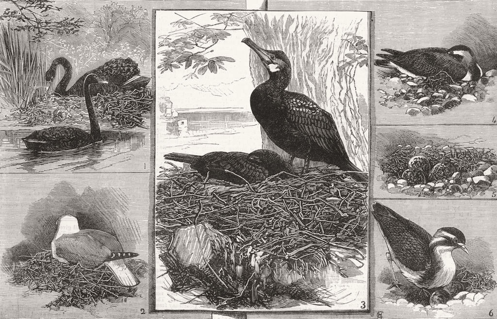 BIRDS. Black Swan, Gull, Cormorant, Peewit 1883 old antique print picture