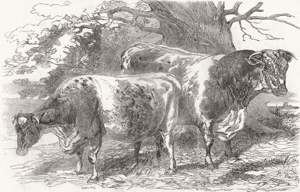 Associate Product COWS. Herefords-Prize Smith; -Lord Berners 1853 old antique print picture
