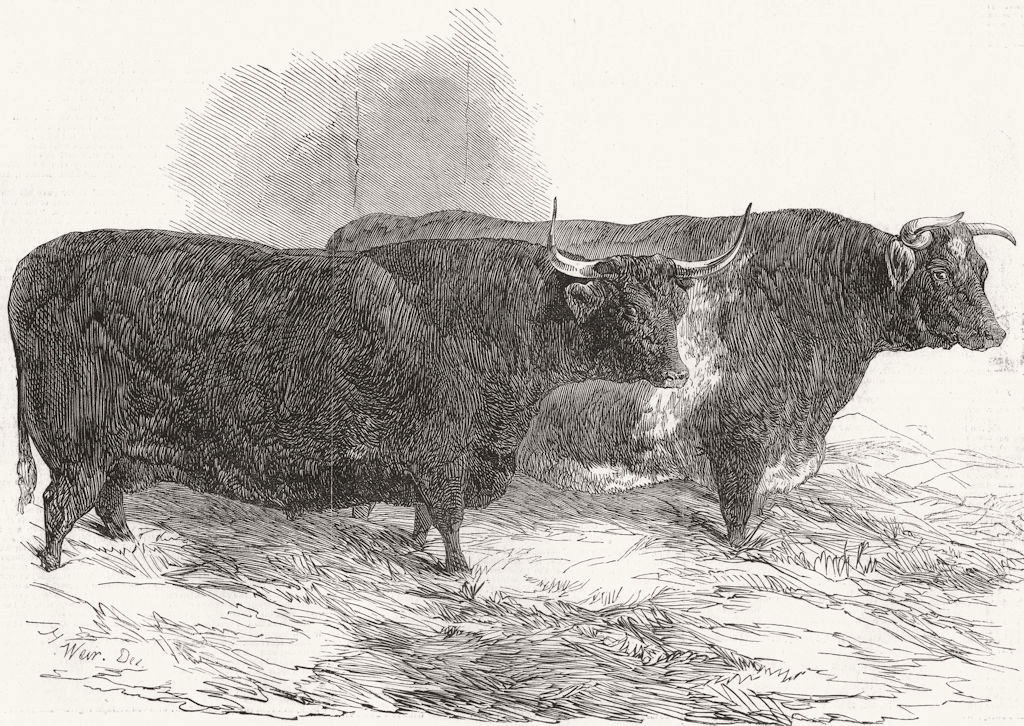 COWS. Smithfield. North Devon & short-horned steer 1848 old antique print