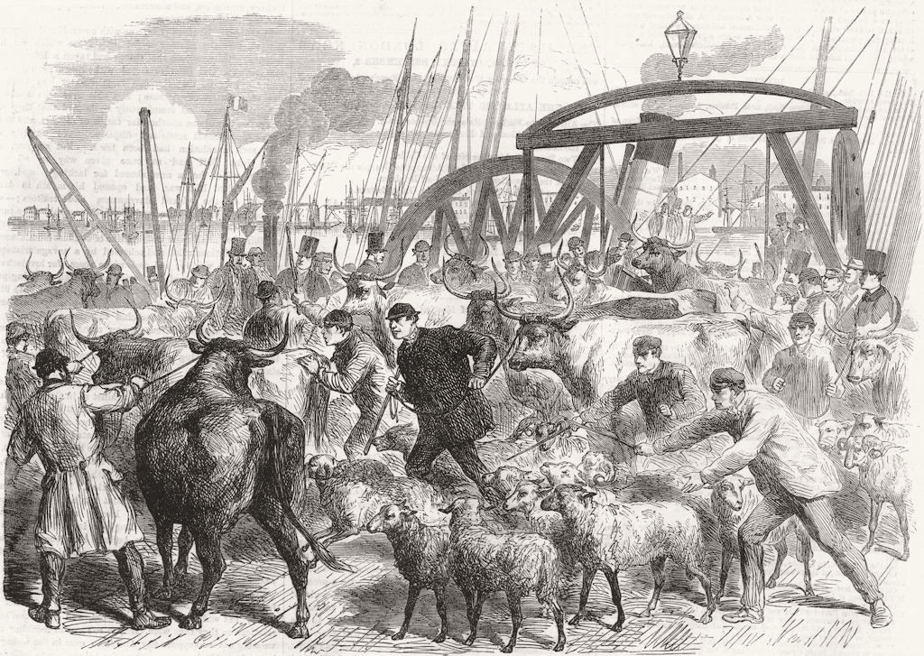 LONDON. Landing cows, British & Foreign Wharf, Docks 1865 old antique print