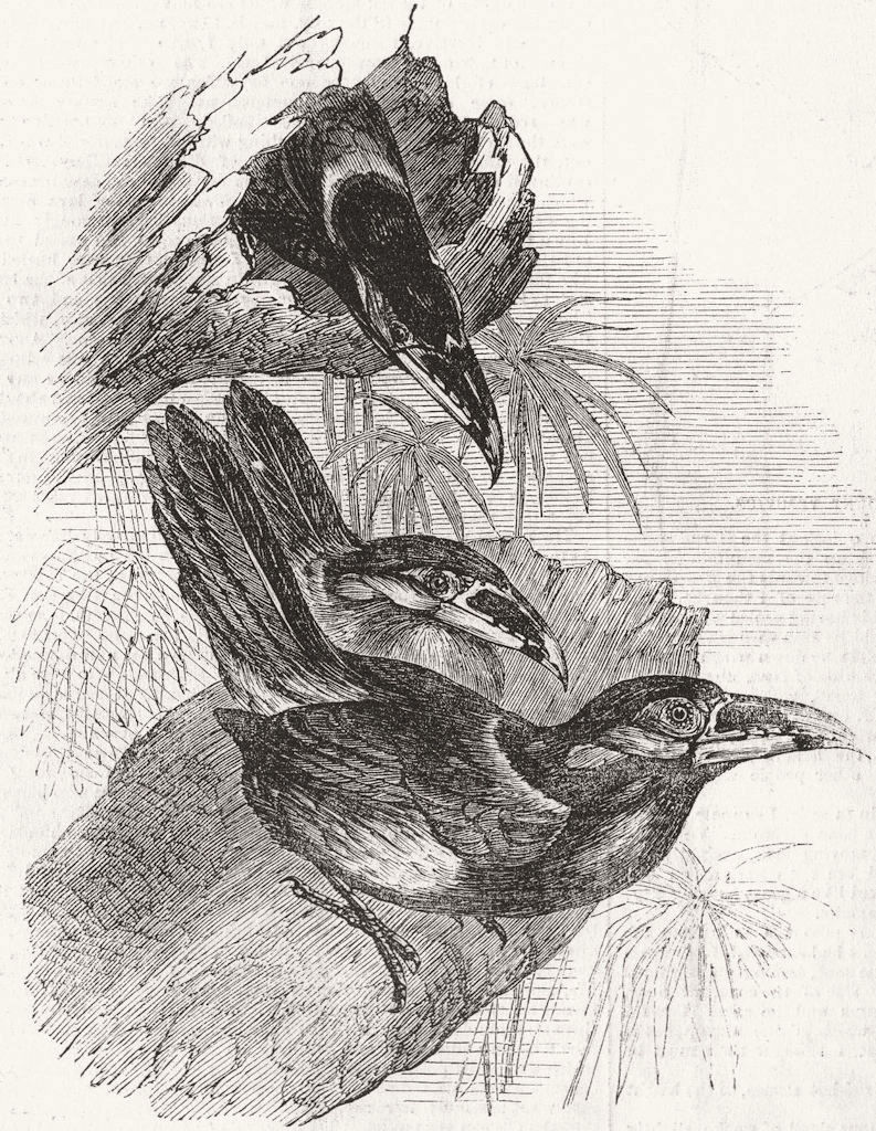 BIRDS. Gould's Toucanet(Selenidera Gouldi) 1855 old antique print picture