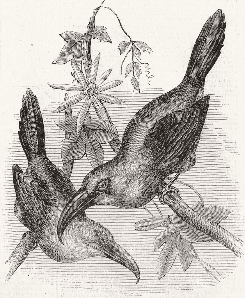 BIRDS. Groove-billed Aracari, Aulacoramphus Sulcatus 1855 old antique print