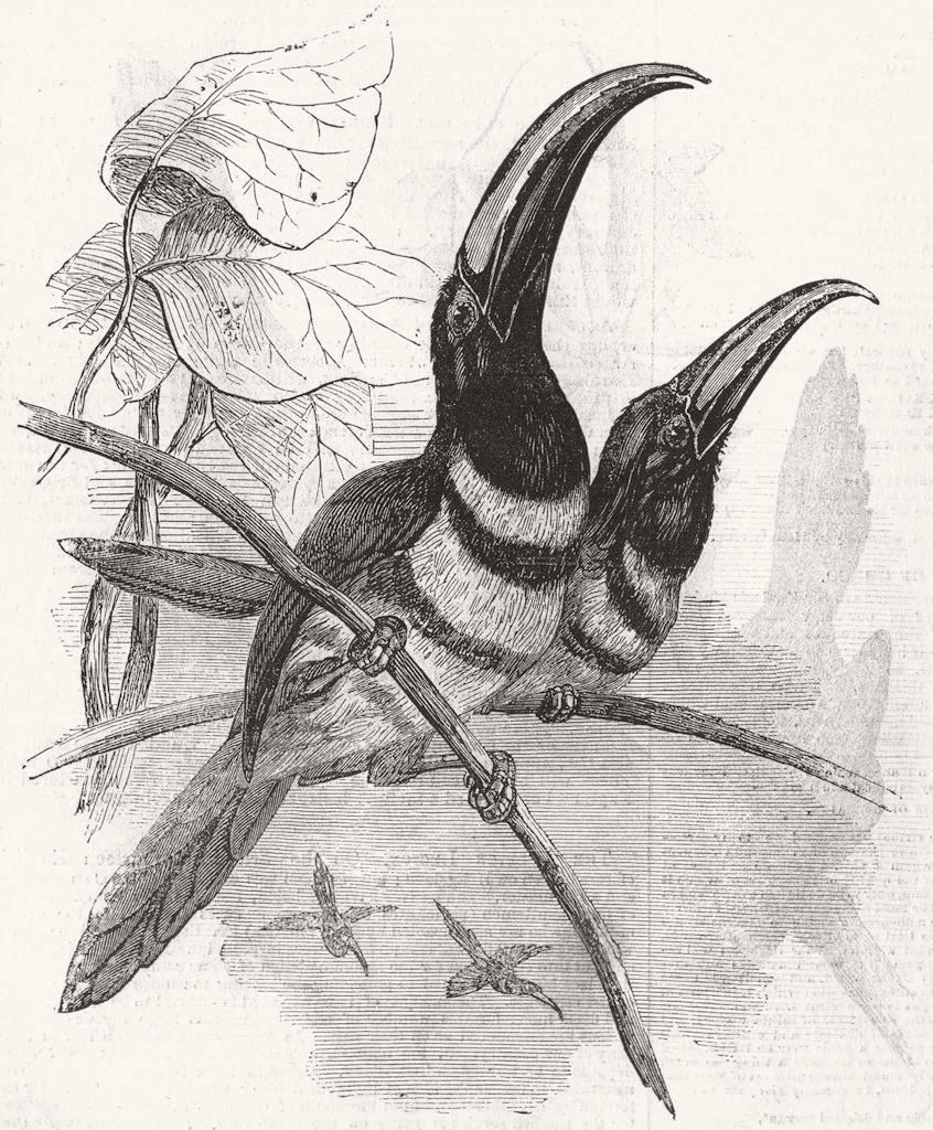 BIRD. Many-banded Aracari, Pteroglossus Pluricinctus 1855 old antique print