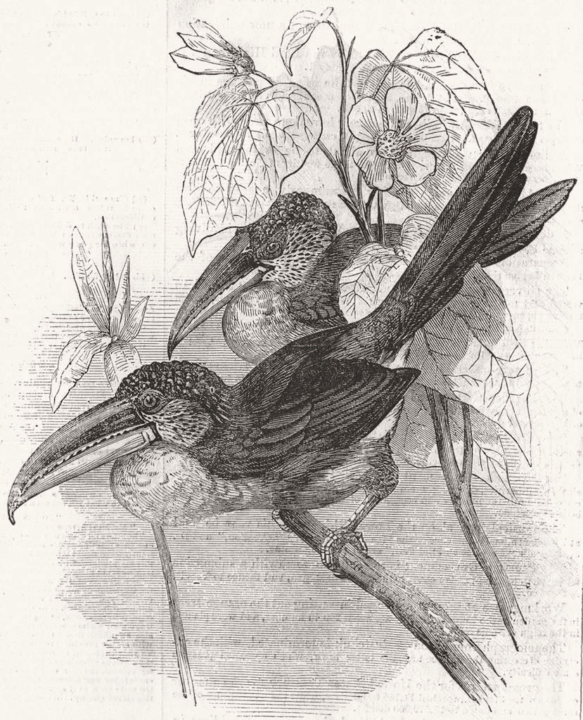 BIRDS. Curl-Crested Aracari(Beuharnasius Ulocomus) 1855 old antique print
