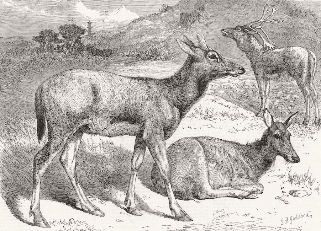 CHINA. Chinese deer 1869 old antique vintage print picture