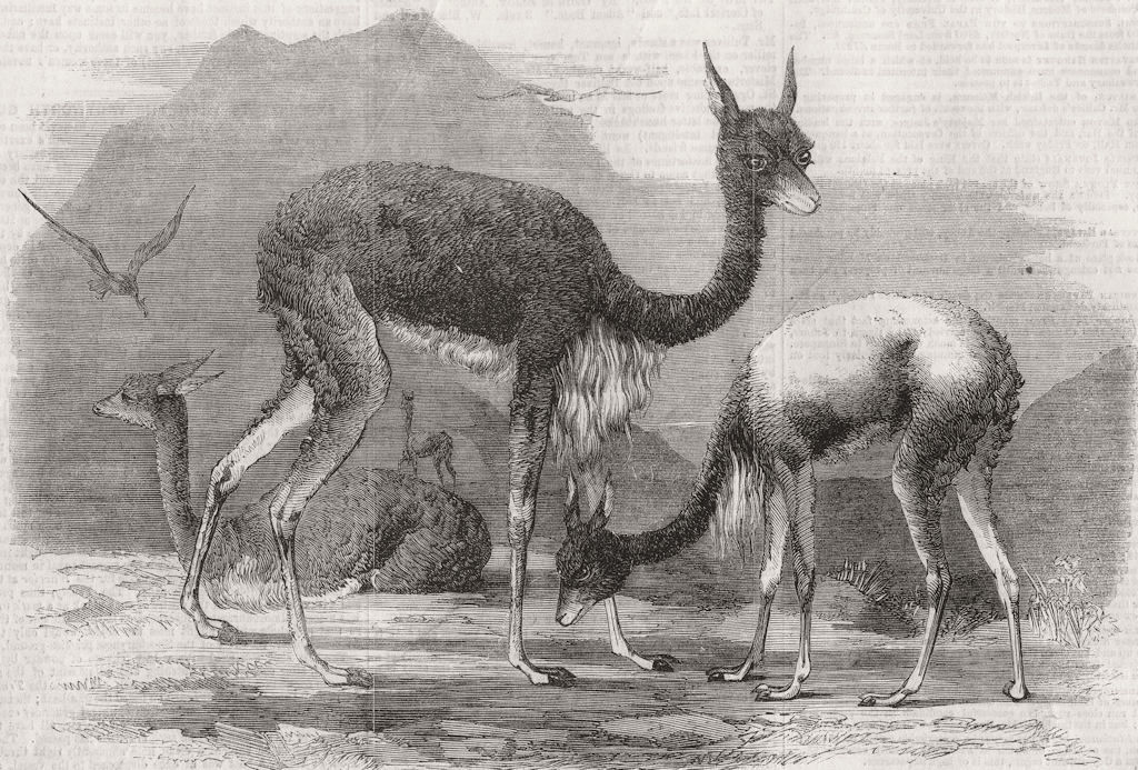 ANIMALS. Group of Vicunas 1860 old antique vintage print picture