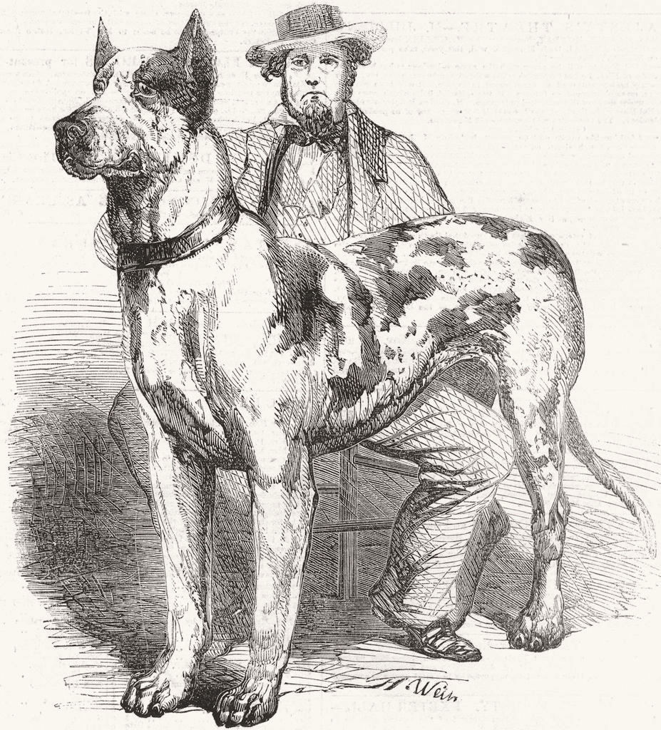 DOGS. The great American dog Prince 1857 old antique vintage print picture