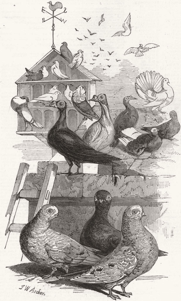 BIRDS. Prize almond tumblers 1847 old antique vintage print picture