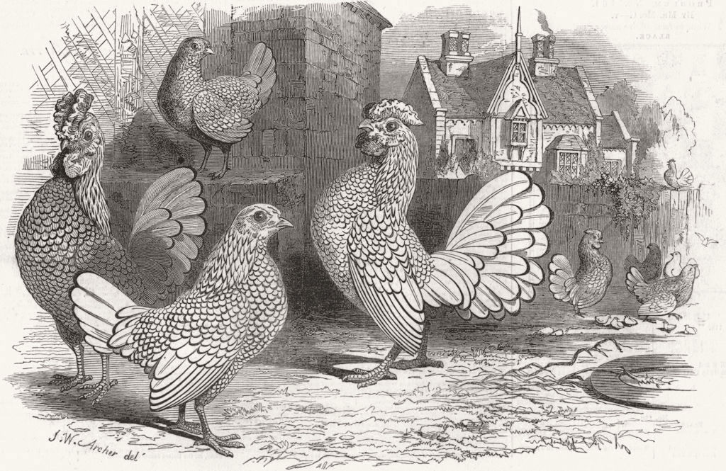 BIRDS. Prize Bantams-1 Golden hen 2 cock 3 Silver 4 1847 antique print