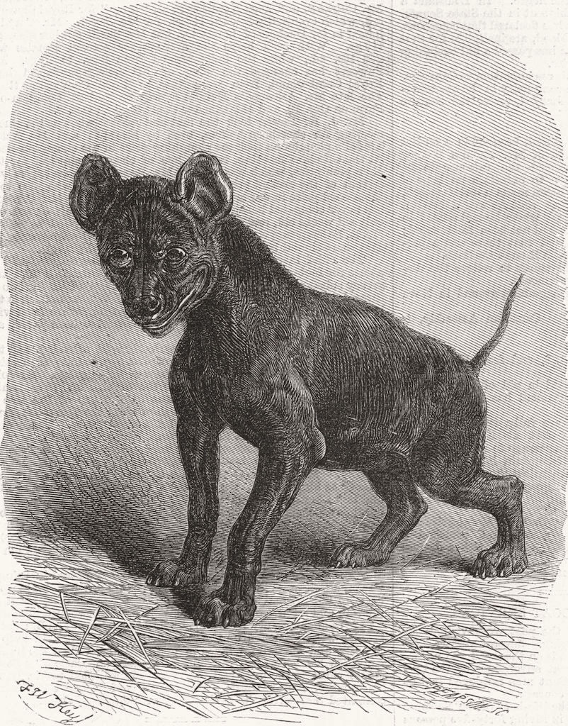 ANIMALS. Young Hyaena 1868 old antique vintage print picture