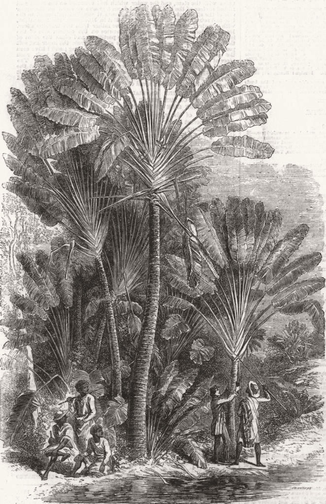 PORTRAITS. Traveller's-tree(Urania Speciosa) 1858 old antique print picture