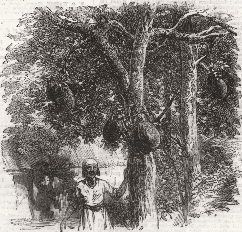 BREAD FRUIT. Artocarpus integrifolia(Jack-tree) 1858 old antique print picture