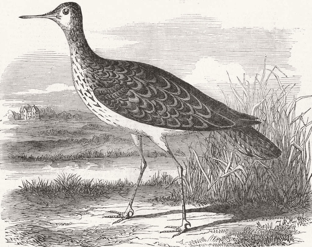 BIRDS. Sandpiper(Totanus Bartramius)shot, Cambs 1855 old antique print picture