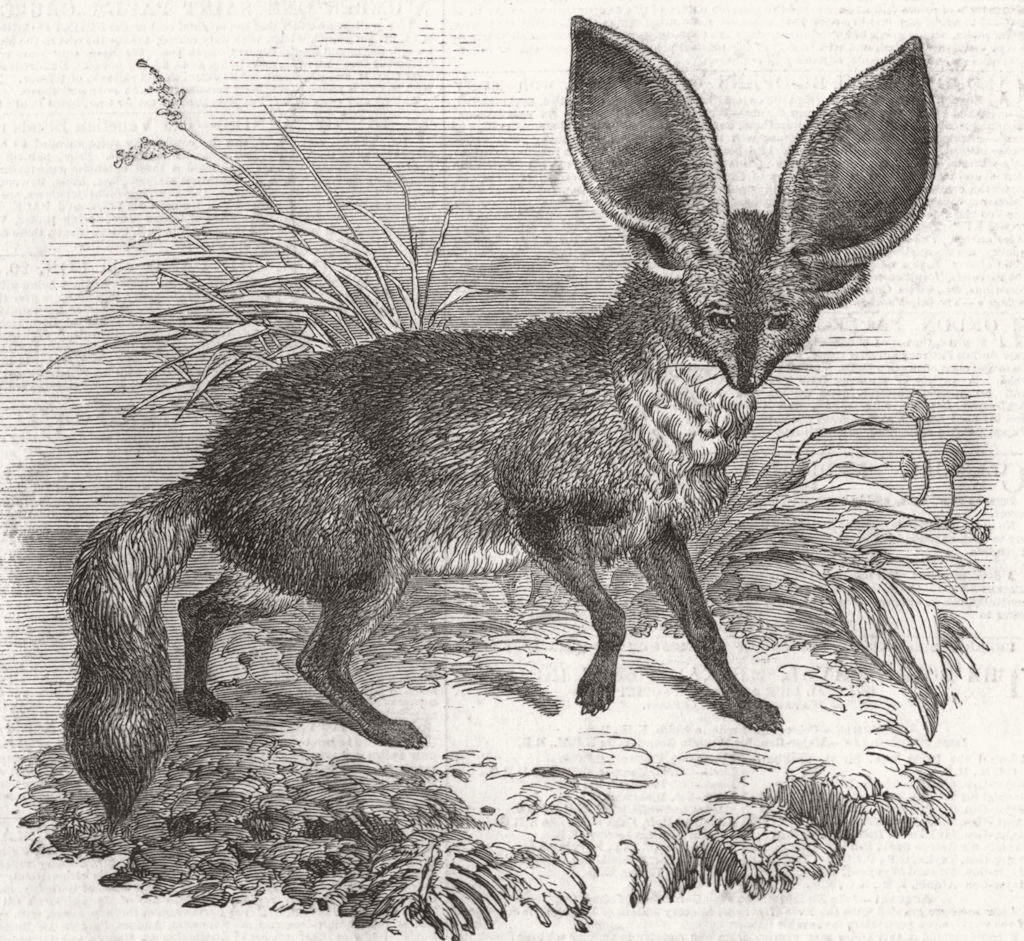 FOXES. Long-eared fox 1847 old antique vintage print picture