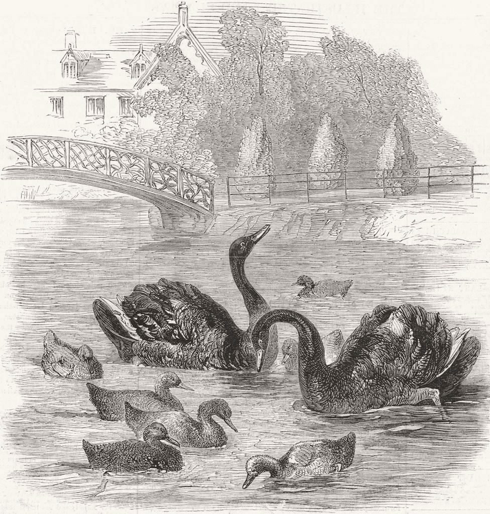 Associate Product SURREY. Black swans & young, Culvers, Gurney  1859 old antique print picture