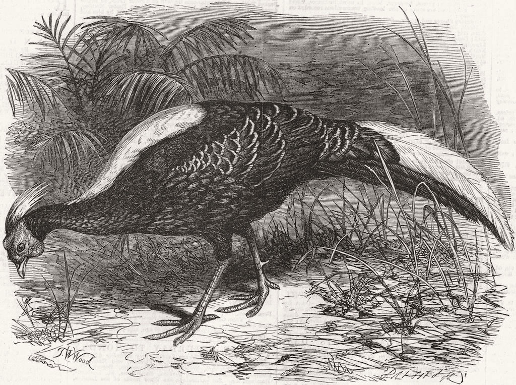 BIRDS. Swinhoe's Pheasant 1865 old antique vintage print picture