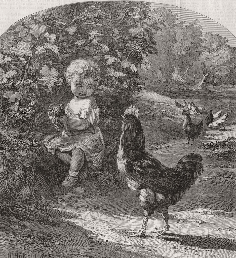 BIRDS. Covetousness 1859 old antique vintage print picture