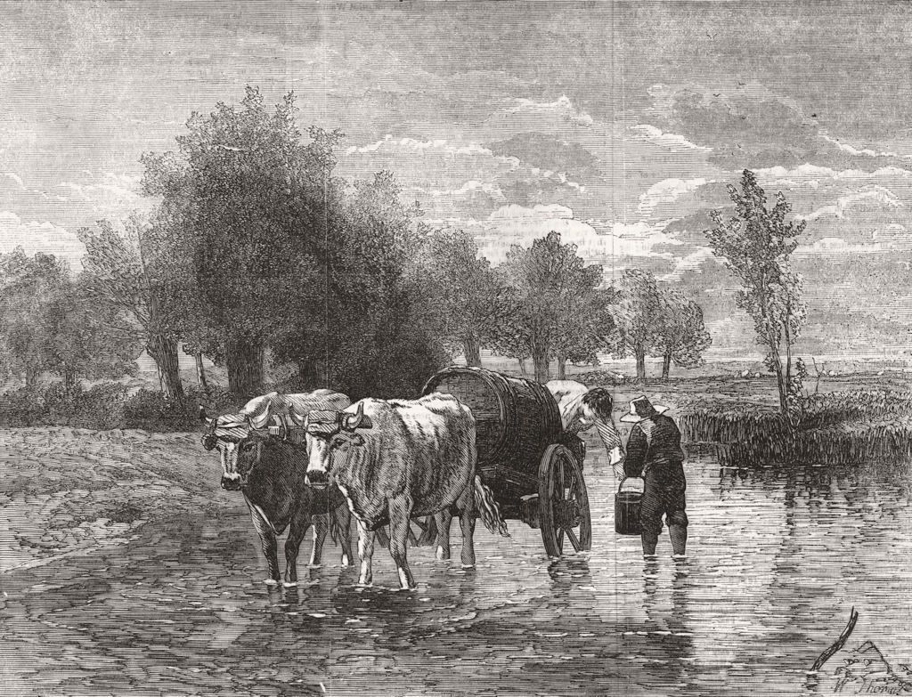 COWS. The water-cart 1856 old antique vintage print picture