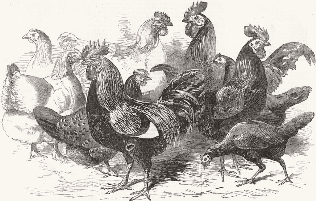CRYSTAL PALACE. Prize fowls from Poultry show 1857 old antique print picture