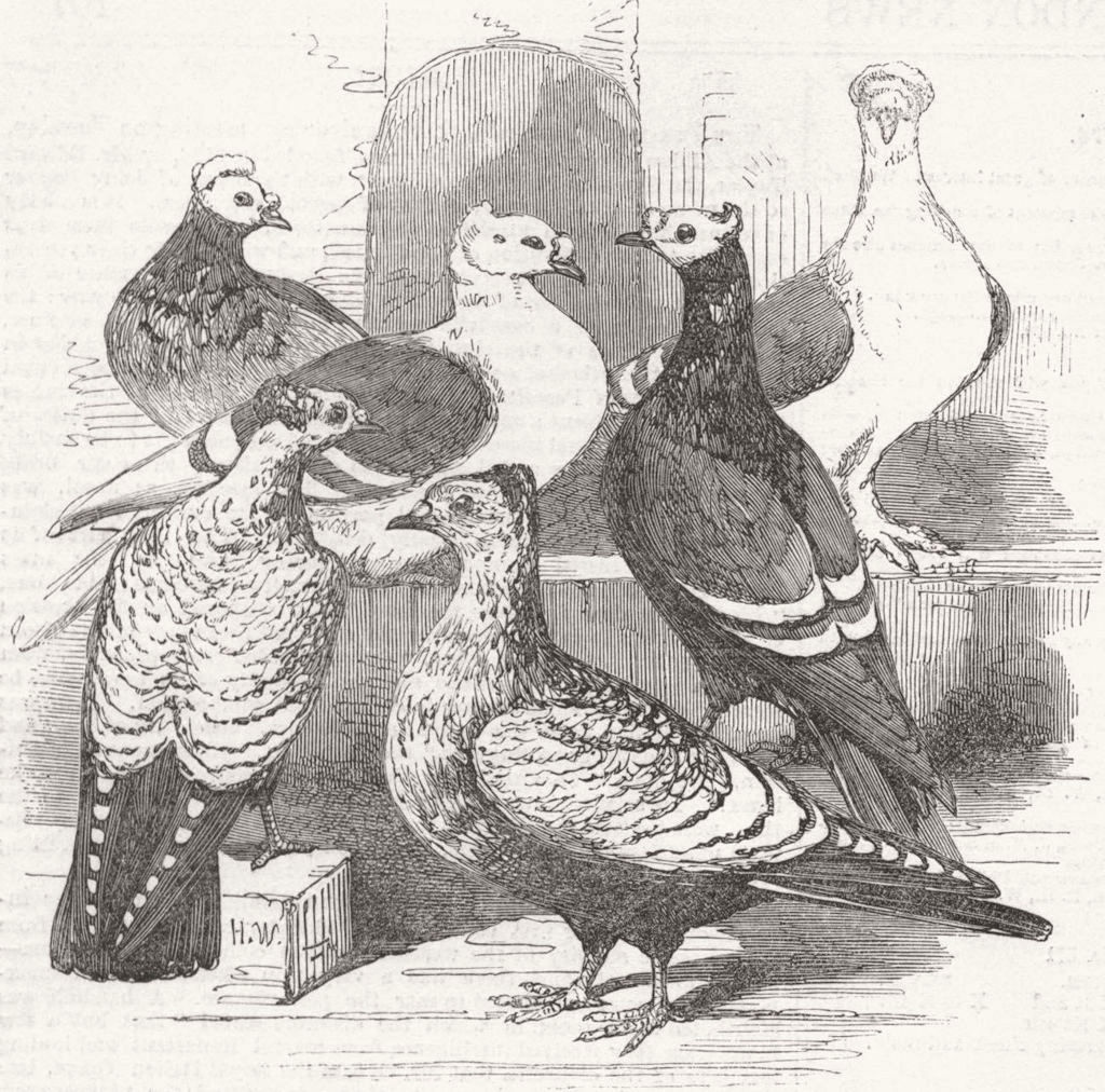 BIRDS. Brunswick, Suabian & Saxon pigeons 1855 old antique print picture