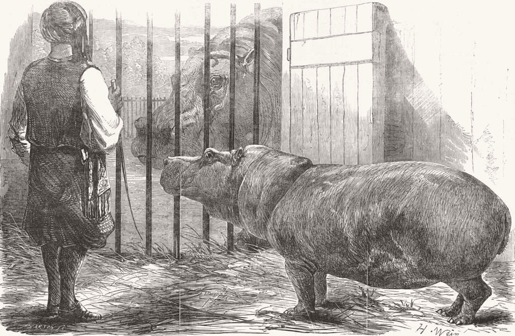 ANIMALS. Female Hippo, Regent's Park 1854 old antique vintage print picture