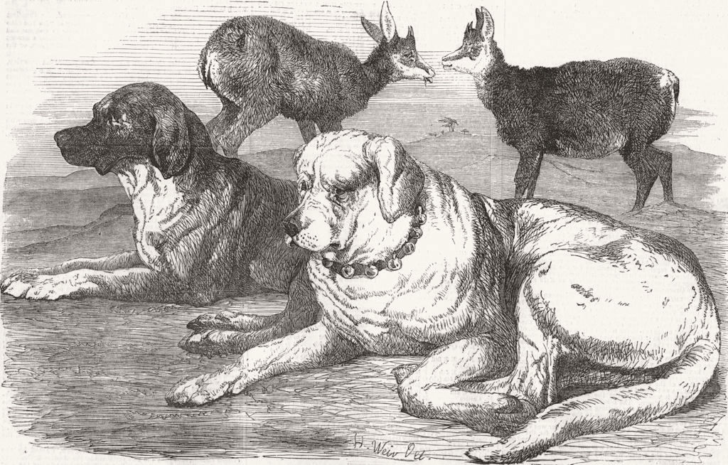 DOGS. Male & female chamois & St Bernards 1855 old antique print picture
