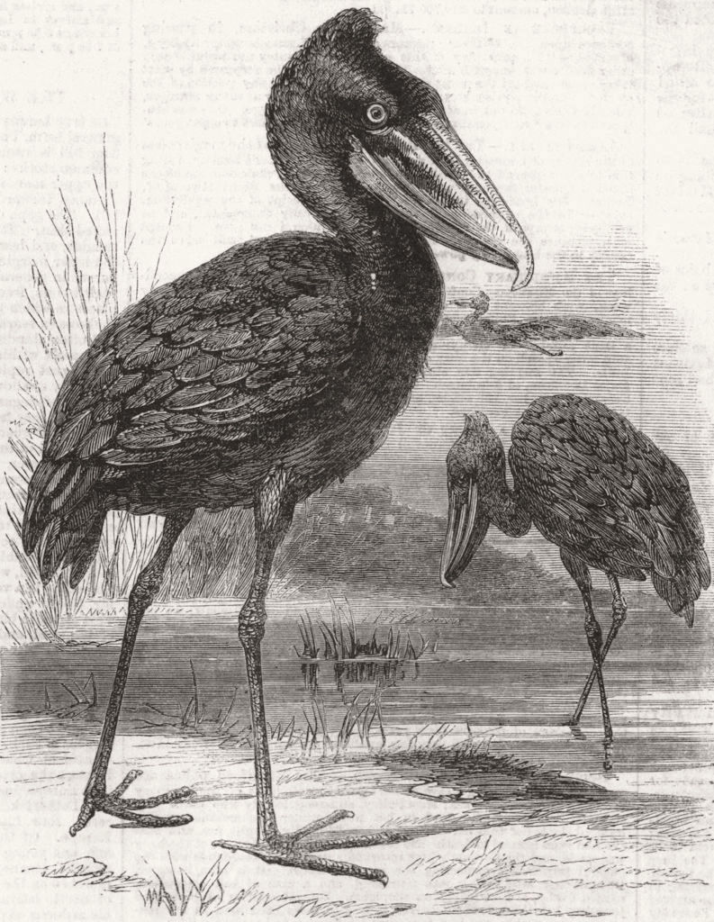 Associate Product SUDAN. Balaeniceps Rex, or stork of white Nile 1860 old antique print picture
