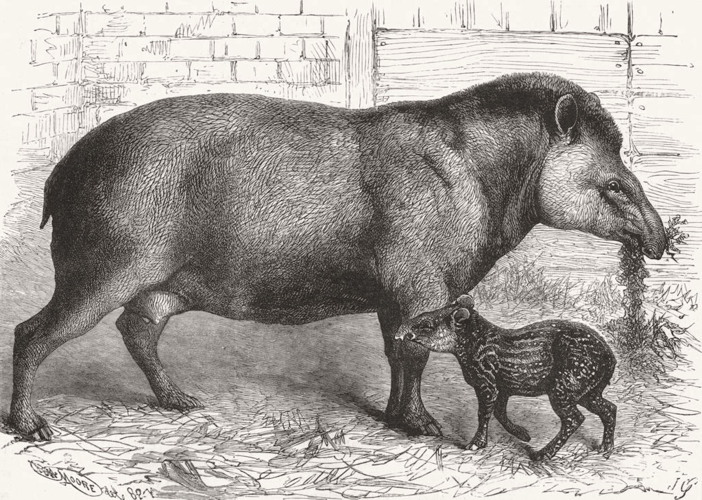 FAMILY. New-born Tapir & its mother  1882 old antique vintage print picture