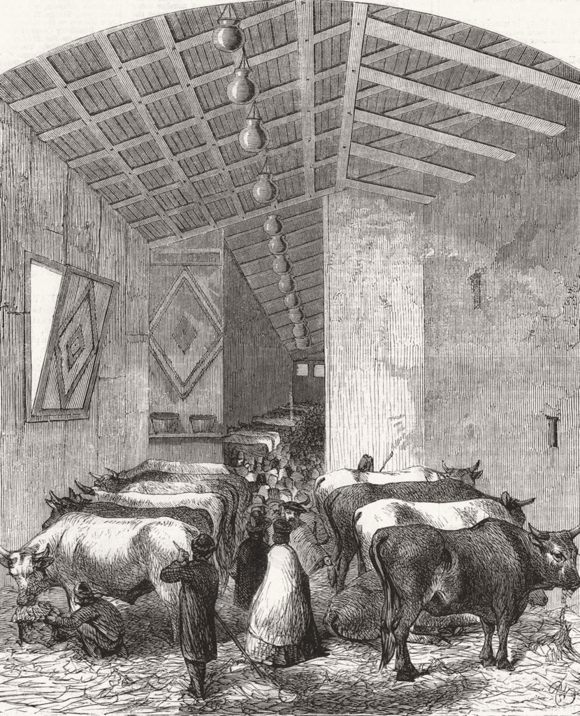 COWS. Dept, Italian Expo, Florence 1861 old antique vintage print picture
