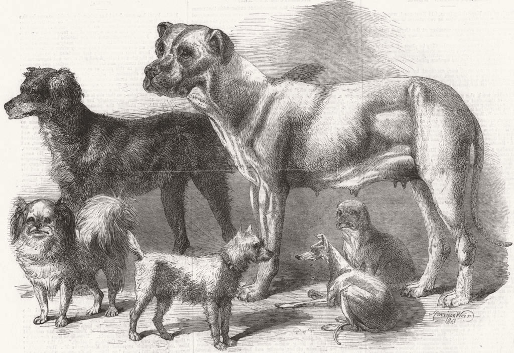 DOGS. Prize dogs at the Leeds show 1861 old antique vintage print picture