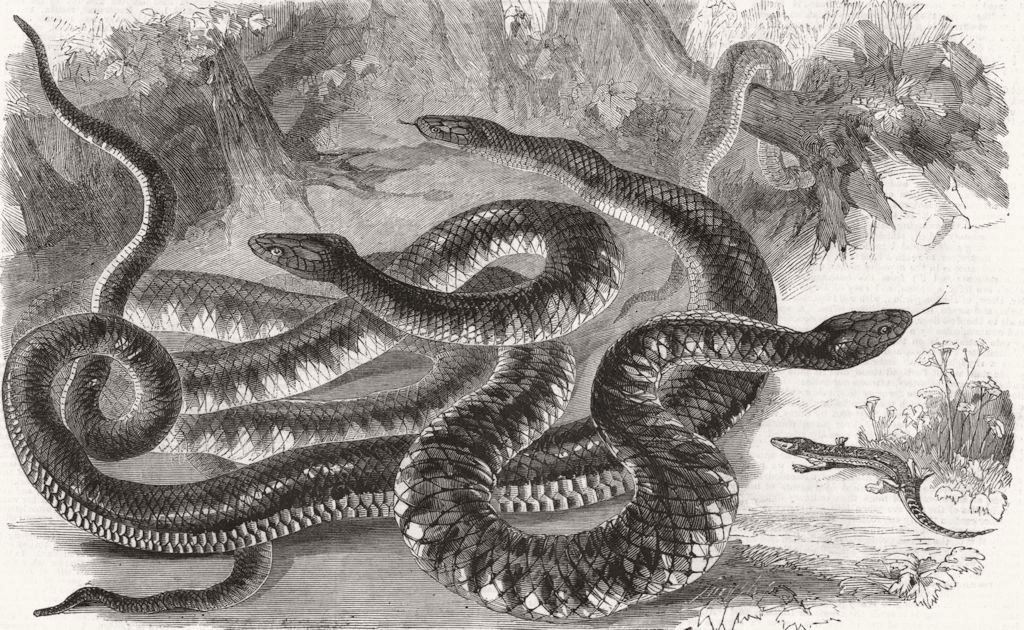 ANIMALS. Australian Venemous serpents reptiles 1860 old antique print picture