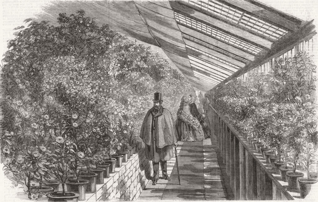 LONDON. Show of Camellias, Vauxhall Nursery 1860 old antique print picture